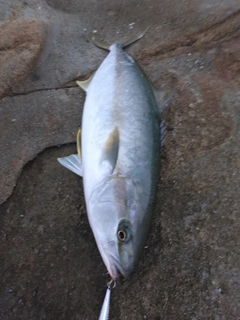 ヒラスの釣果