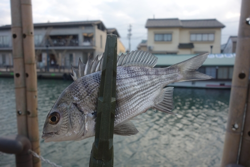 チヌの釣果