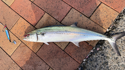 サゴシの釣果