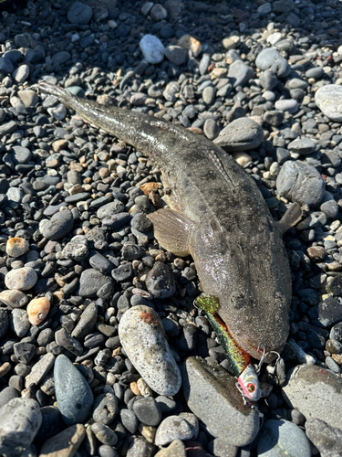 コチの釣果