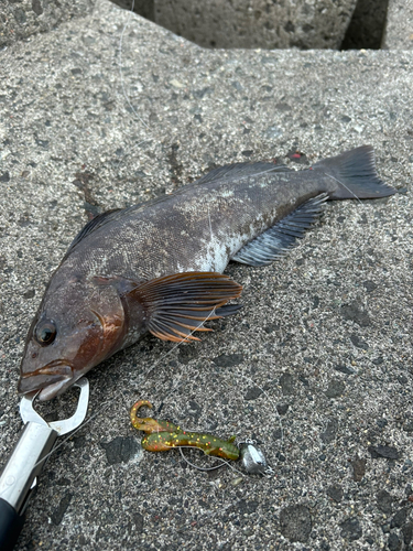 アイナメの釣果