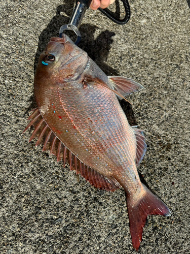 タイの釣果