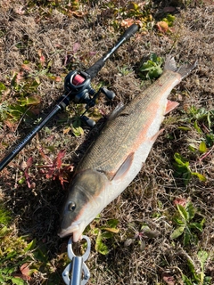 マルタウグイの釣果