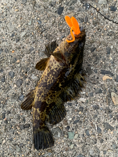 タケノコメバルの釣果