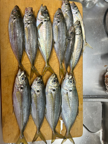 アジの釣果