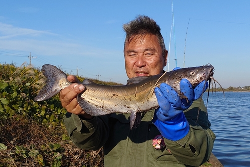 アメリカナマズの釣果