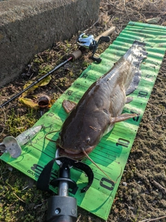 マナマズの釣果