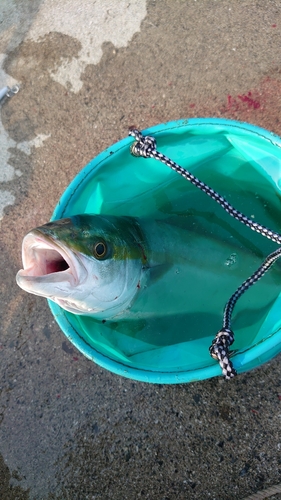 ツバスの釣果