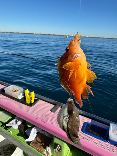 カワハギの釣果