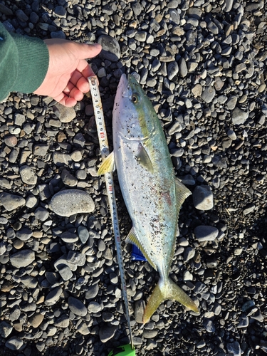 ハマチの釣果