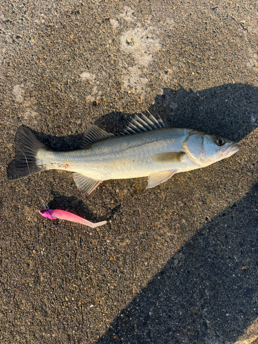 セイゴ（ヒラスズキ）の釣果