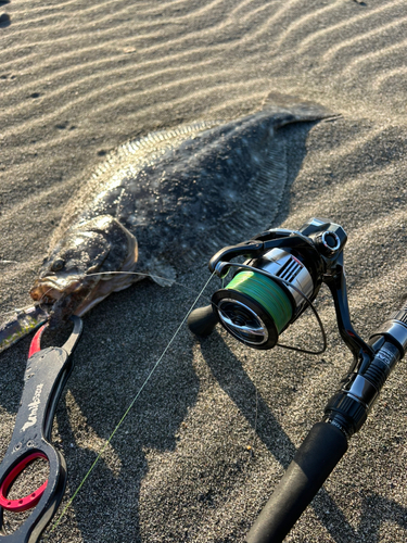 ヒラメの釣果