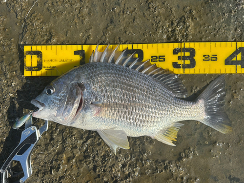 キビレの釣果