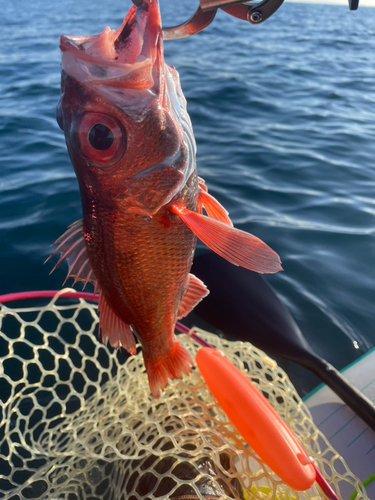 アカムツの釣果