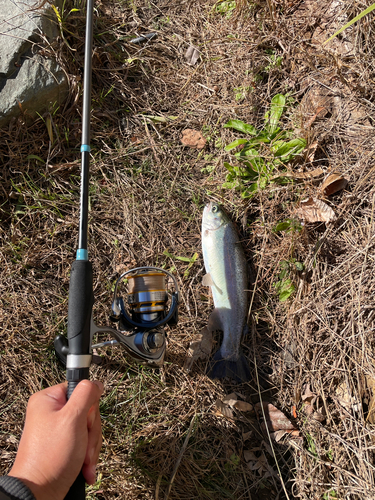 ニジマスの釣果