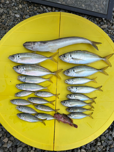 アジの釣果