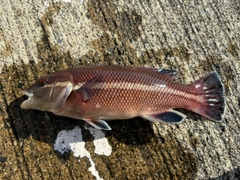 コブダイの釣果