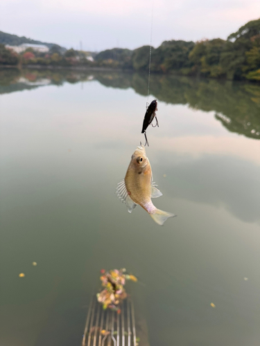 釣果