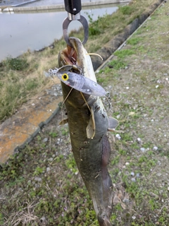 マナマズの釣果