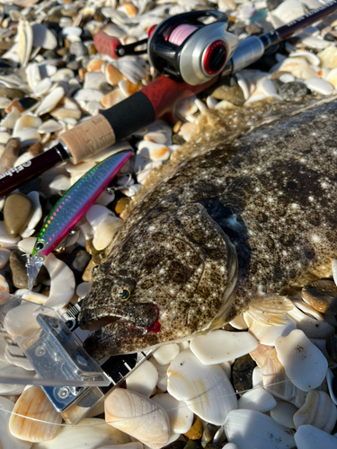 ヒラメの釣果