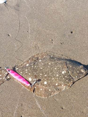 ヒラメの釣果