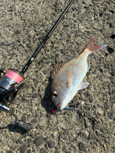 タイの釣果