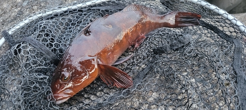 アイナメの釣果