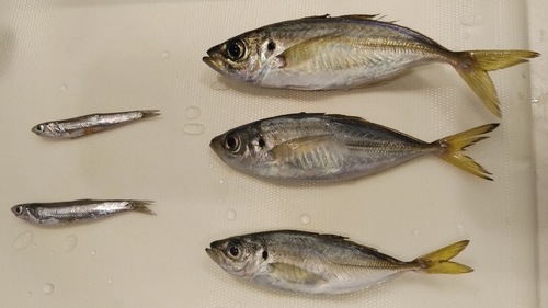 アジの釣果