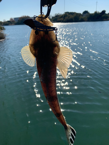 コチの釣果