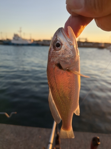 シログチの釣果