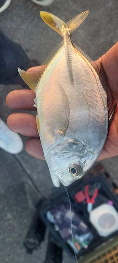 オニヒラアジの釣果