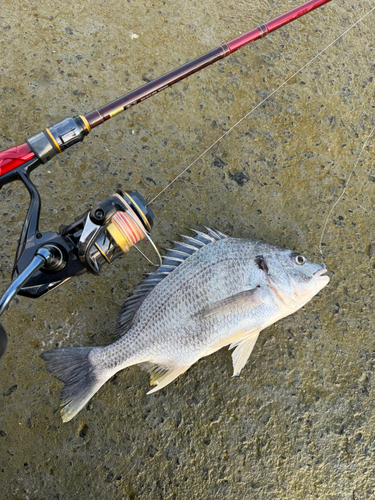 チヌの釣果