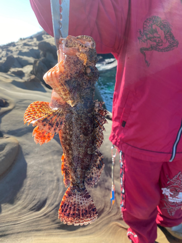 アラカブの釣果