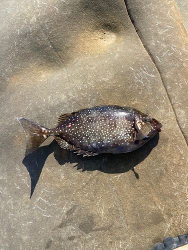 アラカブの釣果