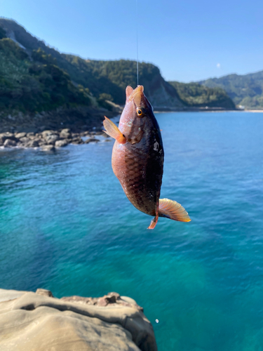 アラカブの釣果