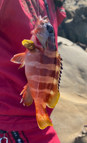 アラカブの釣果