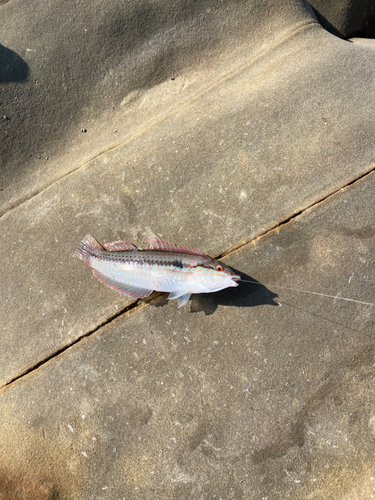 アラカブの釣果