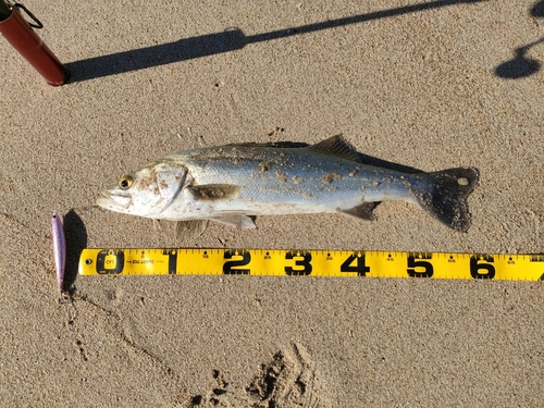 スズキの釣果