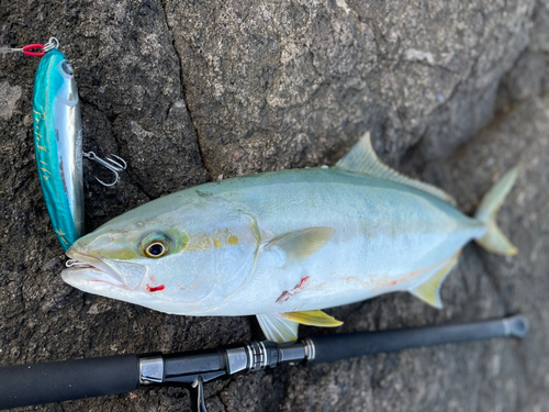 ヒラマサの釣果