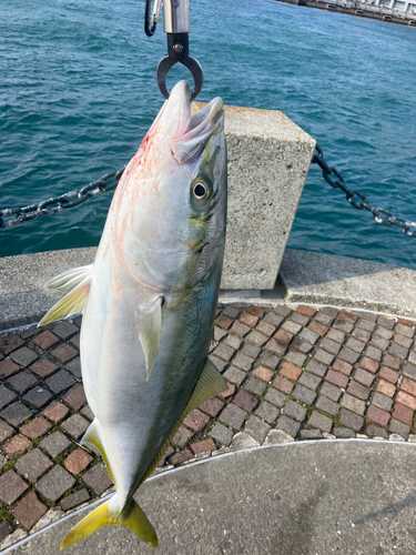 メジロの釣果