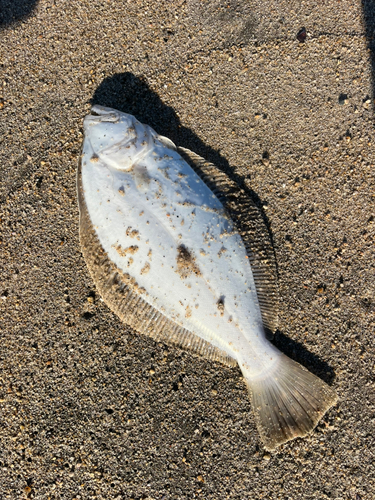 ソゲの釣果