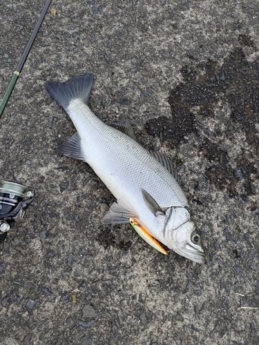 ヒラスズキの釣果