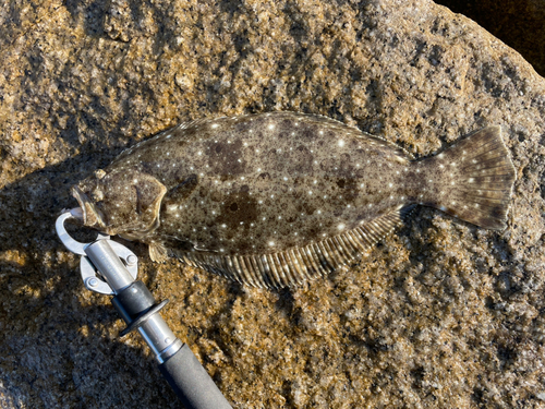 ソゲの釣果