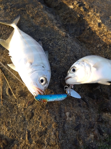 メッキの釣果