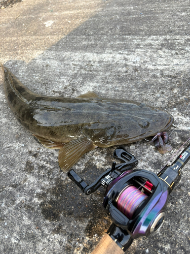 マゴチの釣果