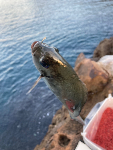 オナガグレの釣果