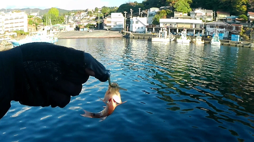 ネンブツダイの釣果