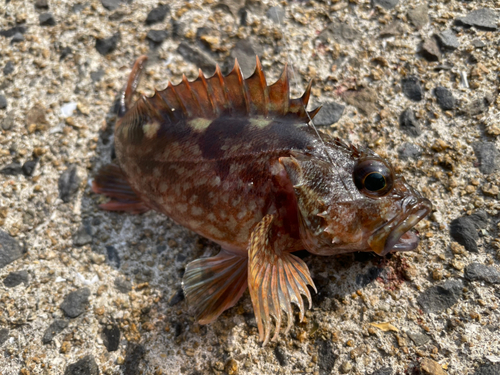 カサゴの釣果