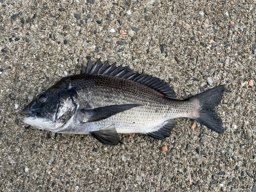 チヌの釣果