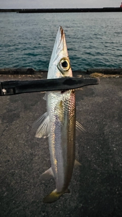 カマスの釣果